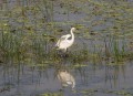 0922-1637 NT Kakadu (9223188)